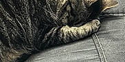Harley is registered to the contest to win money with this photo: animal, cat, closeup, cozy, cute, domestic_cat, feline, fur, indoor, leather_couch, nap, paw, pet, quiet, relaxation, resting, sleeping, soft, tabby, whiskers