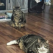 Harley joined the competition — help win amazing prizes! animal, casual, cat, companion, cute, domestic_cat, feline, flooring, home, indoor, living_space, looking_at_camera, pet, relaxed, resting, striped, tabby, two_animals, white_paws, wooden_floor