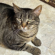 Harley joined the competition — help win amazing prizes! cat, tabby, feline, pet, animal, whiskers, ears, floor, tiles, close_up, fur, striped, domestic_cat, relaxed, looking, indoor, mammal, portrait, cute, eyes