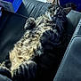 animal, box, cat, couch, curled_paws, fur, furniture, home, indoor, leather, paper, paws, pet, relaxed, resting, tabby, tabby_cat, whiskers, wide_eyed, wide_eyes