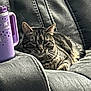 Harley is registered to the contest to win money with this photo: cat, tabby_cat, leather_couch, gray, purple_cup, unicorn_design, stars, indoor, pet, resting, feline, whiskers, close_up, seated, domestic_animal, cozy, relaxed, fur, handle, furniture