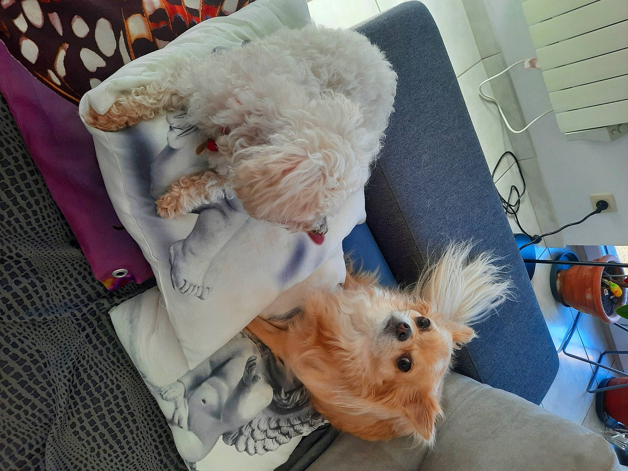 Mado participe au concours pour gagner de l'argent avec cette photo : canidae, carnivore, comfort, companion_dog, couch, dog_breed, fashion_accessory, fawn, fur, linens, plush, room, small_terrier, stuffed_toy, sunglasses, tail, teddy_bear, toy, toy_dog, whiskers