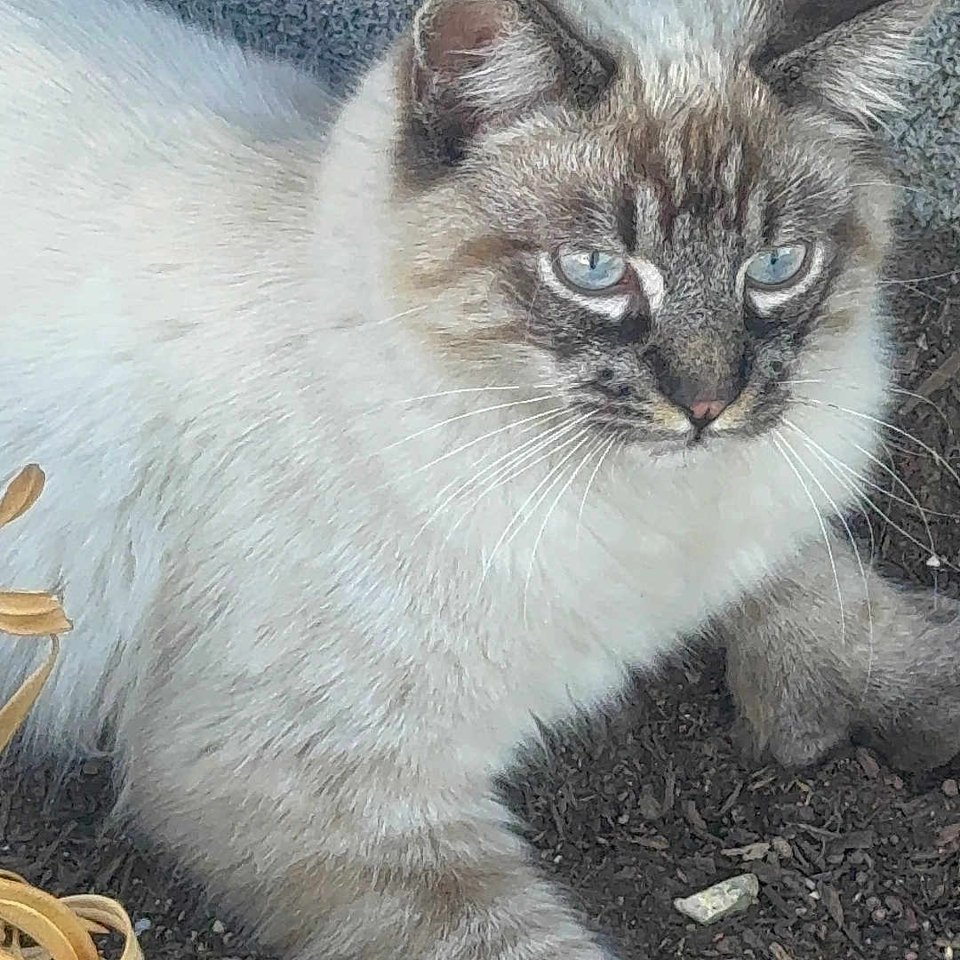 Micha is registered to the contest to win money with this photo: cat, blue_eyes, fluffy, animal, pet, outdoor, soil, stone_wall, dried_leaves, nature, feline, whiskers, paw, resting, closeup, fur, mammal, young_cat, alert, wildlife