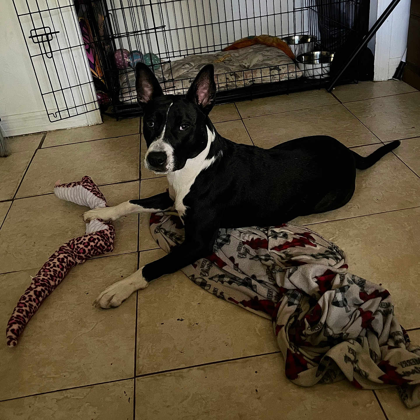 Dakota is registered to the contest to win money with this photo: animal, black_and_white, blanket, dog, dog_crate, dog_toy, food_bowls, home, indoors, leopard_print, lying_down, pet, pet_bed, playful, pointed_ears, portrait, relaxed, tile_floor, white_chest, white_paws