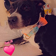 Dakota is registered to the contest to win money with this photo: bed, black_and_white, black_fur, bow_tie, brown_eyes, close_up, collar, colorful, date_text, dog, heart_sticker, home, indoors, lying_down, paws, pet, portrait, shoes, snout, white_fur