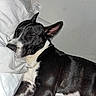 Dakota joined the competition — help win amazing prizes! animal, bed, bedroom, black_and_white, closed_eyes, collar, cozy, dog, ears, fur, home, indoors, lying_down, pet, photography, pillow, relaxed, resting, sleeping, snout