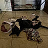 Dakota is registered to the contest to win money with this photo: belly_up, black_and_white, blanket, dog, dog_crate, funny, fur, home, indoor, lying_down, messy, paws, pet_bed, playful, relaxed, room, sleeping, tail, tile_floor, toy