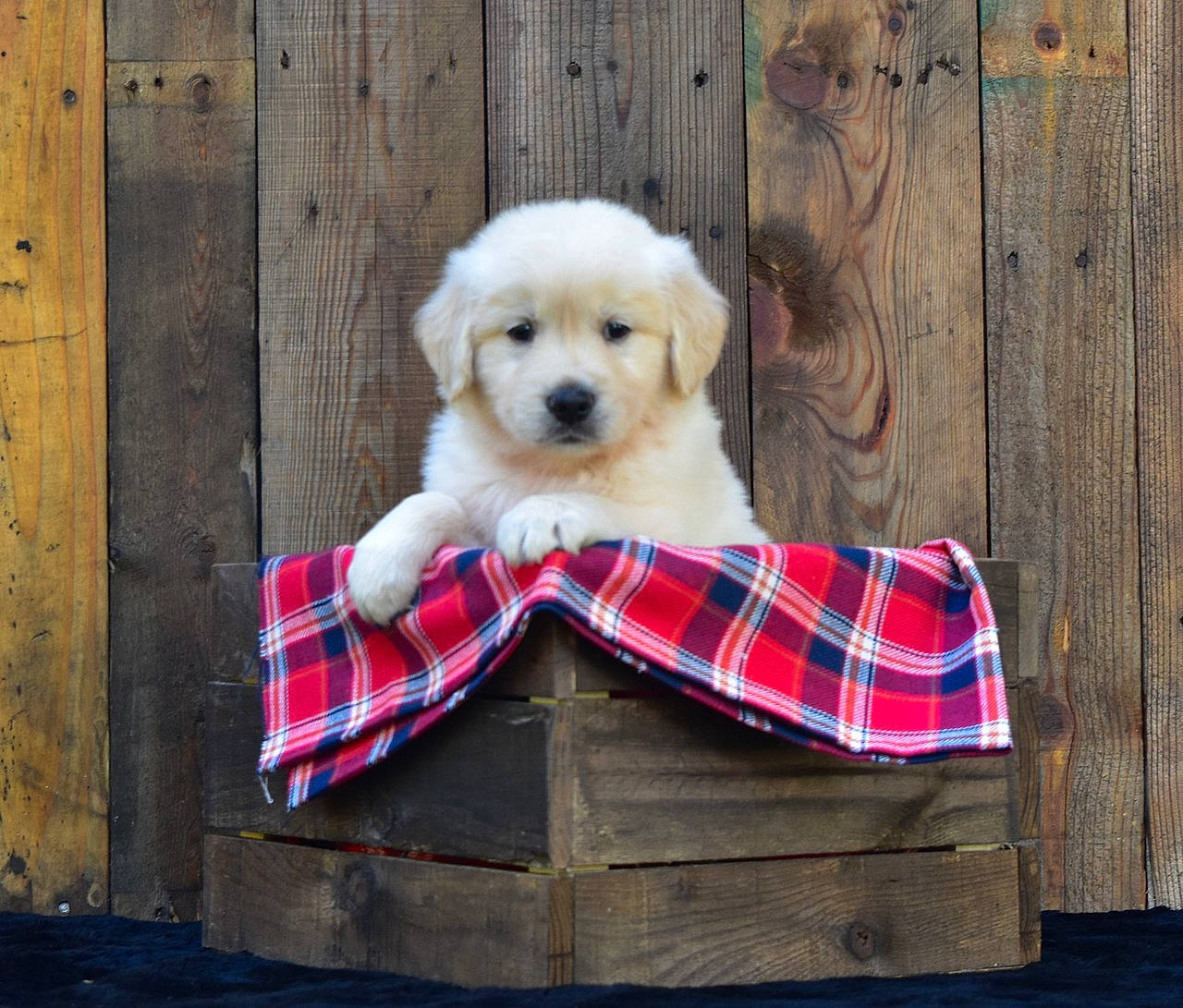 Fenway joined the competition — help win amazing prizes! canidae, carnivore, companion_dog, design, dog, dog_breed, fur, golden_retriever, great_pyrenees, mammal, maremma_sheepdog, pattern, plaid, puppy, retriever, slovak_cuvac, sporting_group, tartan, textile, vertebrate
