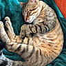 Zorro a rejoint le concours — aidez-le/la à gagner de superbes lots ! animal, blanket, cat, cozy, curled_up, cute, domestic_cat, feline, fur, indoor, nap, orange_blanket, pet, relaxation, resting, sleeping, soft_texture, tabby_cat, teal_blanket, whiskers