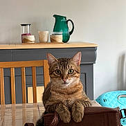 Zorro participe au concours pour gagner de l'argent avec cette photo : brown, cat, close_up, cozy, curious, decorative_jars, domestic_animal, feline, green_pitcher, grey_cabinet, home_interior, indoor, leather_bag, looking_at_camera, pet, sitting, tabby_cat, tabletop, wooden_chair, wooden_table