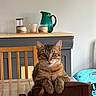 brown, cat, close_up, cozy, curious, decorative_jars, domestic_animal, feline, green_pitcher, grey_cabinet, home_interior, indoor, leather_bag, looking_at_camera, pet, sitting, tabby_cat, tabletop, wooden_chair, wooden_table