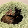 animal, black_cat, cat, companion, cozy, cute, cute_animals, domestic_cat, fluffy, fur, indoor, kitten, pair, pet_bed, relaxed, resting, sleepy, snuggling, tabby_cat, warm