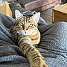blanket, cat, close_up, couch, cozy, curious, ears, feline, fur, furniture, indoor, living_room, paw, pet, relaxed, stretching, tabby_cat, whiskers, wooden_table, yellow_eyes