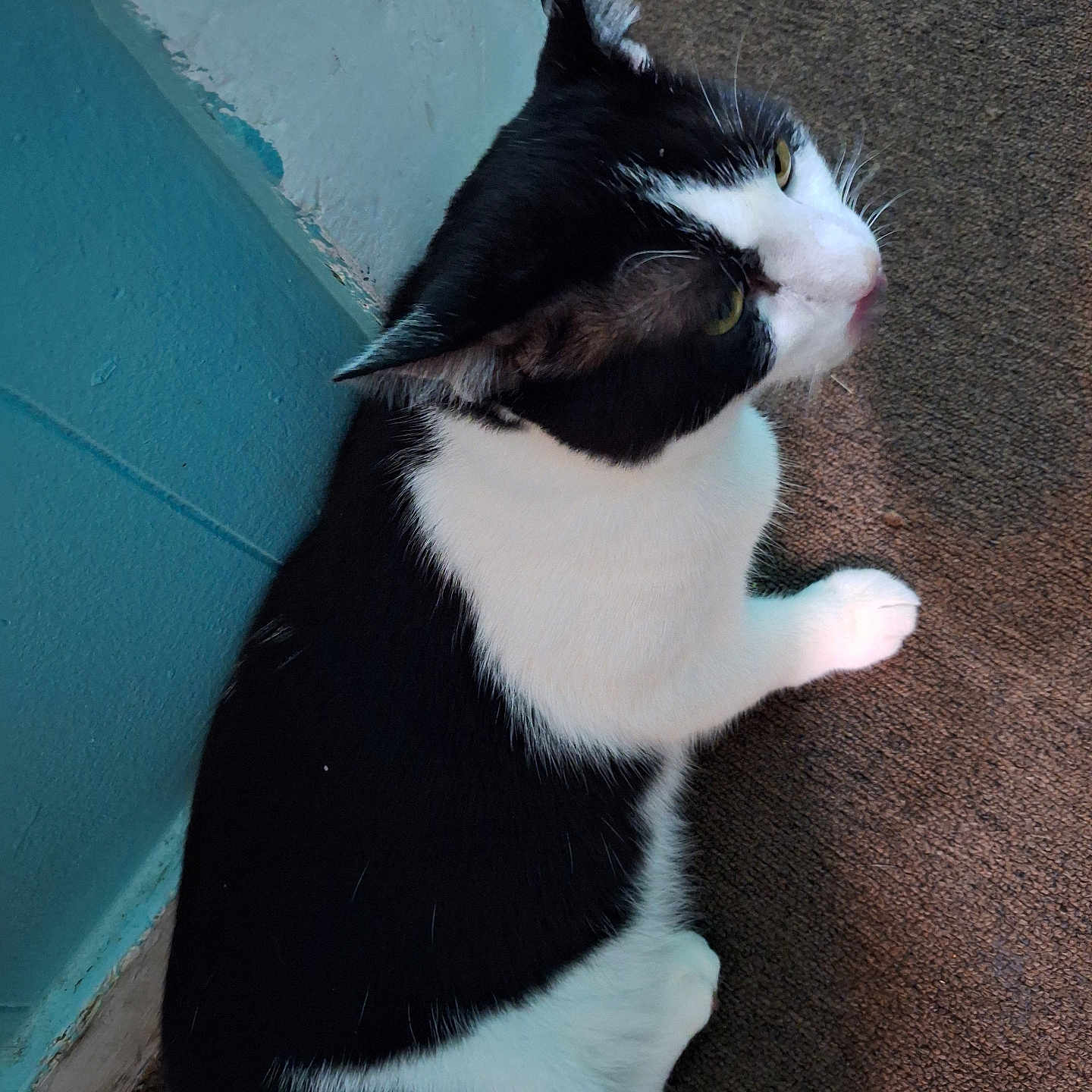 Kay Ochoa joined the competition — help win amazing prizes! animal, black_and_white, carpet, cat, close_up, curious, domestic, ears, feline, floor, footwear, fur, house, indoor, looking_up, pet, side_view, sitting, wall, whiskers