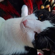 Kay Ochoa joined the competition — help win amazing prizes! animal, black_and_white_cat, blanket, cat, close_up, cozy, cute, domestic_animal, face, feline, fur, indoor, laying_down, patterned_blanket, pet, pink_nose, red_blanket, resting, soft_light, whiskers
