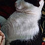 Kay Ochoa is registered to the contest to win money with this photo: animal, black_and_white, blanket, cat, close_up, comfort, cozy, cute, domestic, feline, fur, indoor, mammal, nap, pet, relaxed, resting, sleeping, soft, whiskers