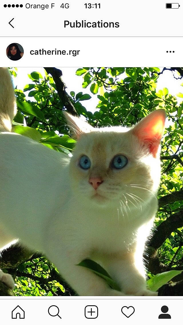 Kiki a rejoint le concours — aidez-le/la à gagner de superbes lots ! adaptation, branch, carnivore, cat, fawn, felidae, gesture, grass, green, leaf, light, nature, organism, photo_caption, small_to_medium_sized_cats, snapshot, snout, terrestrial_plant, tree, whiskers