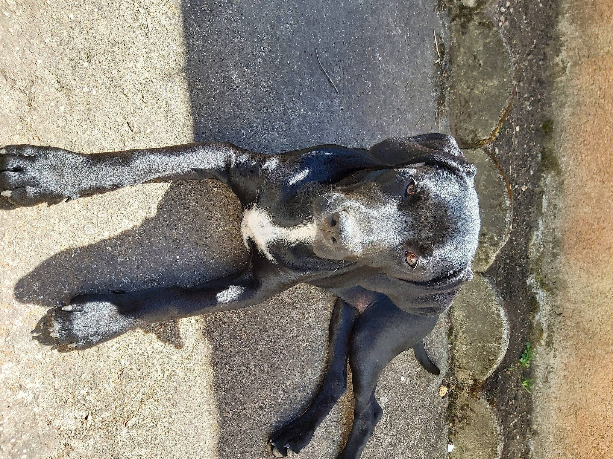 Shiva a rejoint le concours — aidez-le/la à gagner de superbes lots ! canidae, carnivore, claw, collar, companion_dog, dog, dog_breed, dog_collar, fawn, fur, grey, guard_dog, human_leg, paw, pet_supply, road_surface, shadow, tail, terrestrial_animal, working_animal