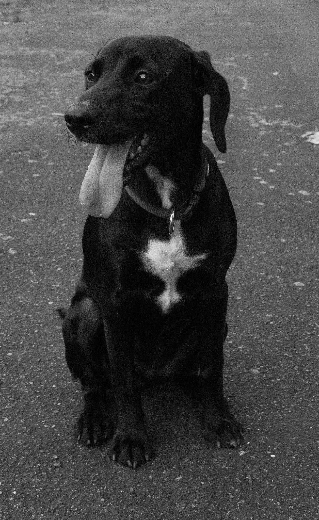 Shiva a rejoint le concours — aidez-le/la à gagner de superbes lots ! black, black_and_white, canidae, carnivore, collar, companion_dog, dog, dog_breed, dog_collar, fur, grey, mammal, monochrome, monochrome_photography, road_surface, snout, style, vertebrate, whiskers, working_animal