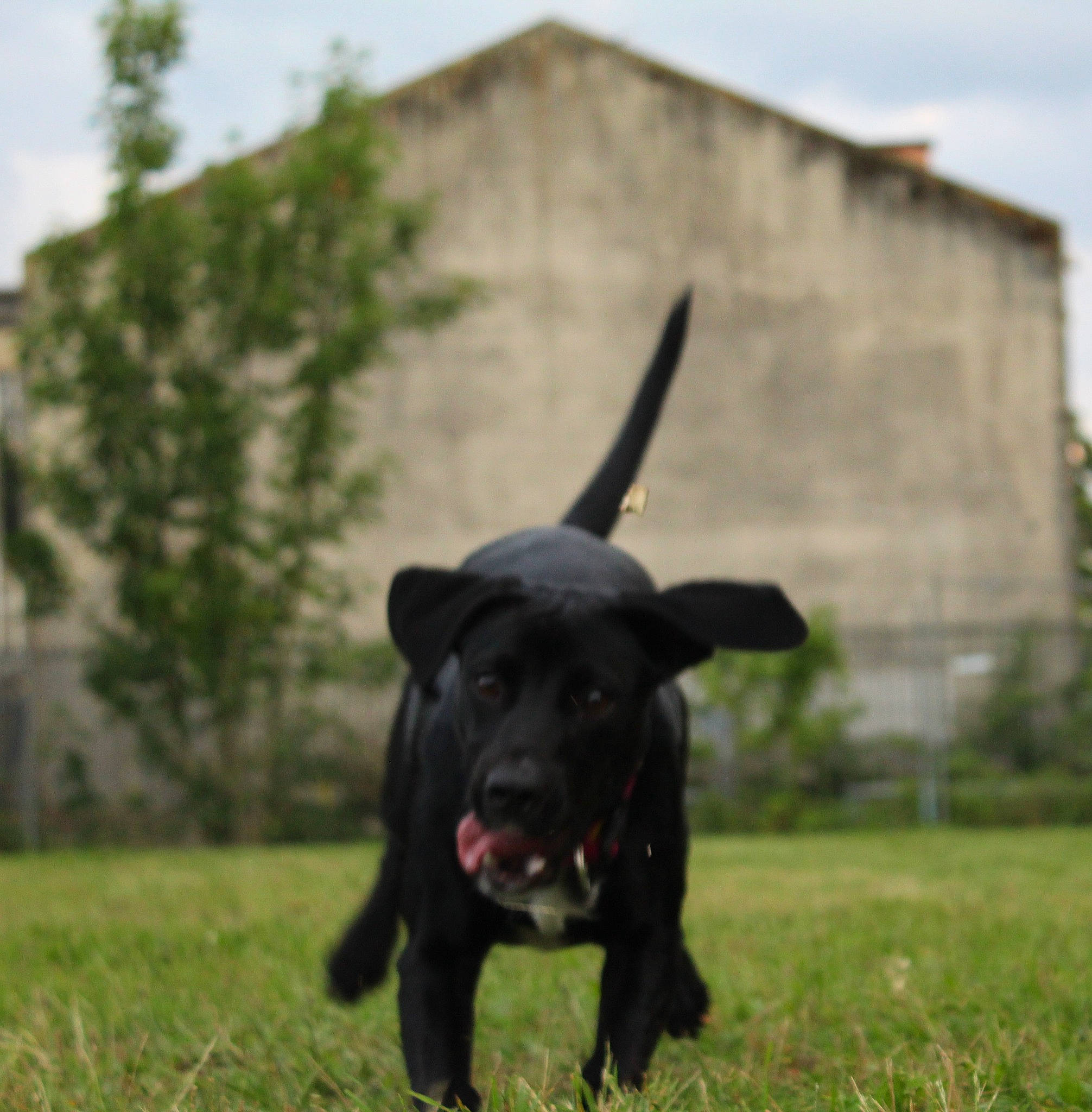 Shiva a rejoint le concours — aidez-le/la à gagner de superbes lots ! borador, canidae, carnivore, collar, companion_dog, dog, dog_breed, dog_collar, event, grass, grassland, gun_dog, pasture, plant, sky, snout, sporting_group, terrestrial_animal, tree, working_animal