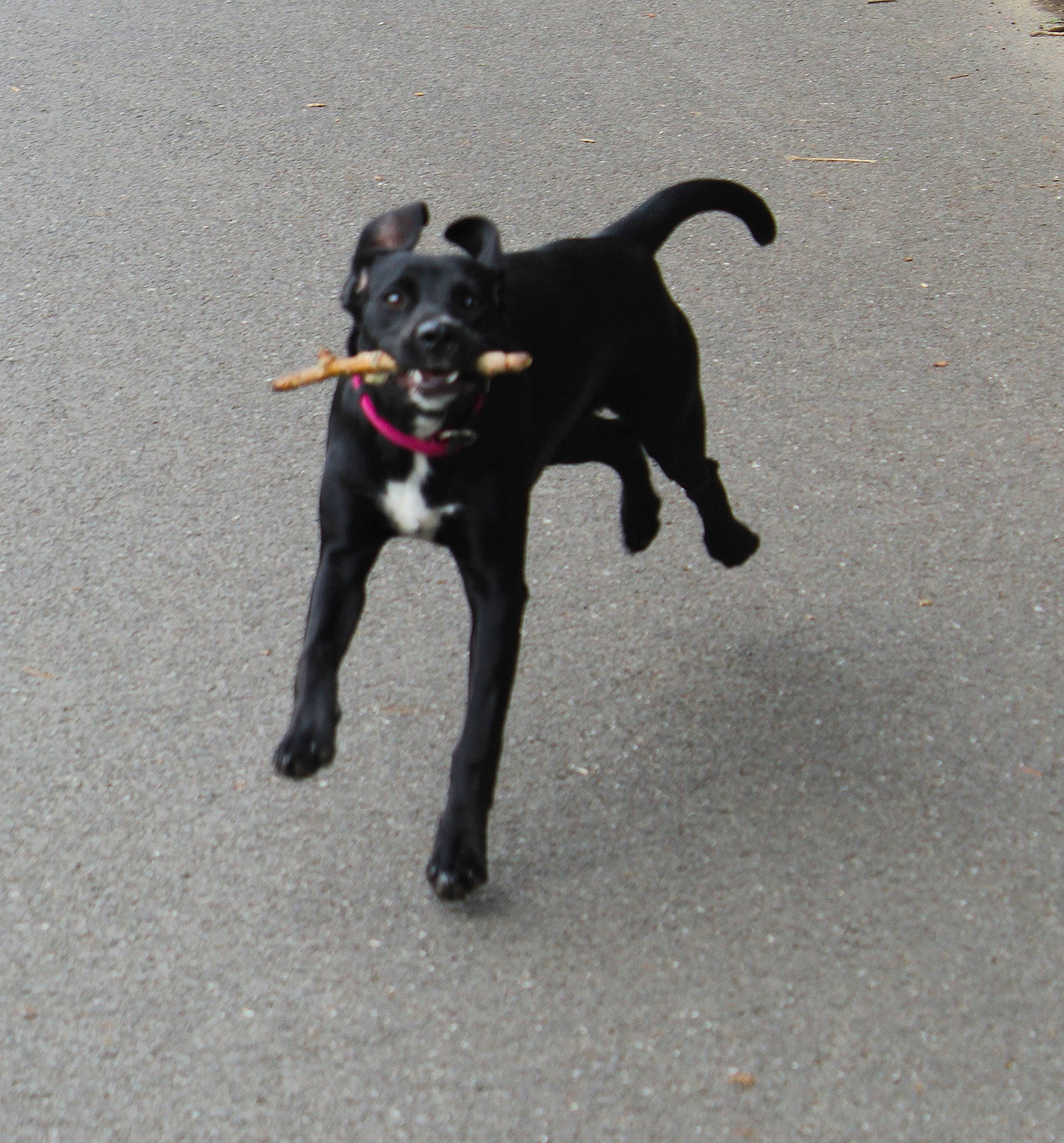 Shiva a rejoint le concours — aidez-le/la à gagner de superbes lots ! asphalt, borador, canidae, carnivore, collar, companion_dog, dog, dog_breed, dog_collar, dog_walking, guard_dog, leash, non_sporting_group, road_surface, snout, sporting_group, tail, watch, working_animal, working_dog