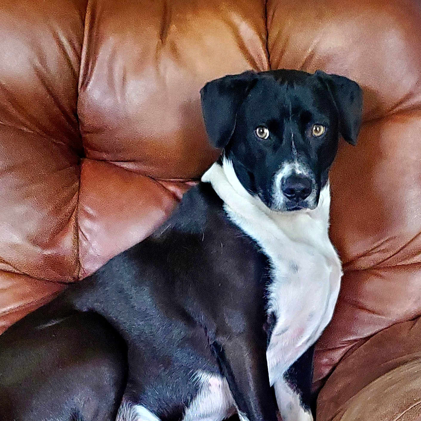Ben joined the competition — help win amazing prizes! adult, animal, armchair, boxer, canine, chair, couch, cushion, dog, furniture, greatdane, homedecor, hound, labradorretriever, male, man, person, pet, pointer, puppy