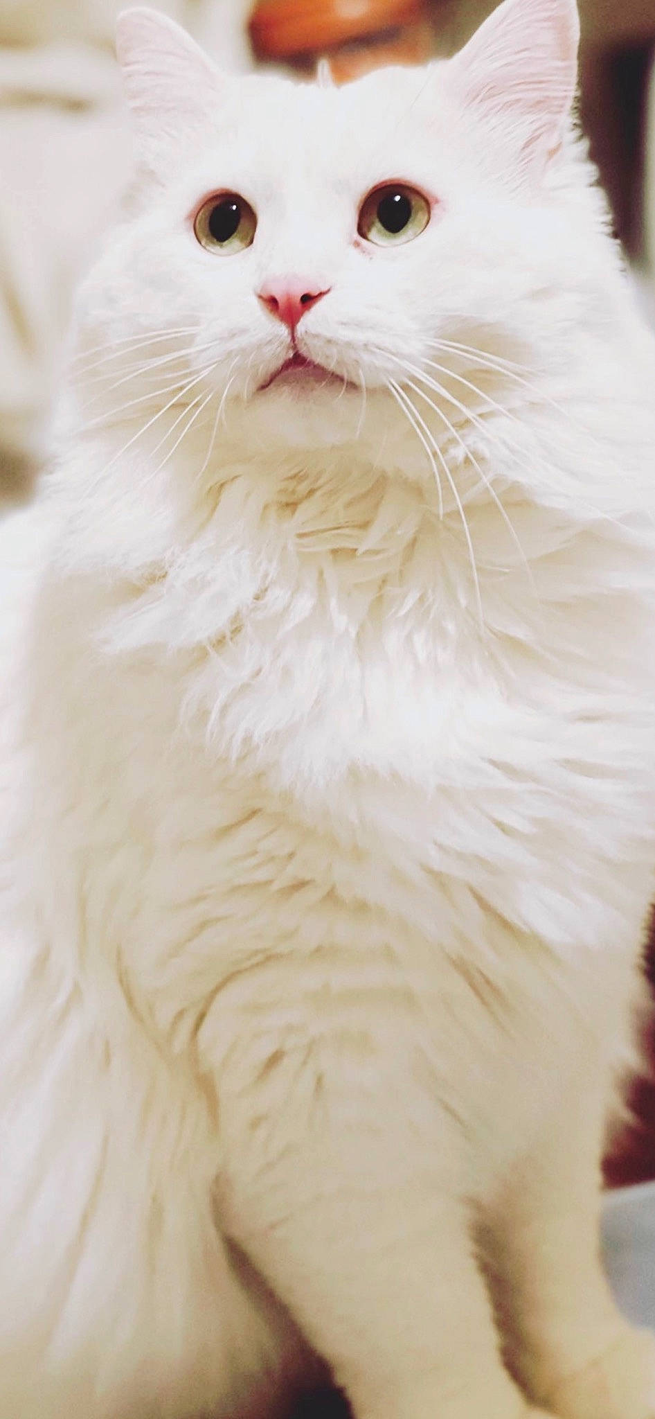 Pamuk participe au concours pour gagner de l'argent avec cette photo : carnivore, cat, comfort, event, felidae, fur, small_to_medium_sized_cats, terrestrial_animal, whiskers, white