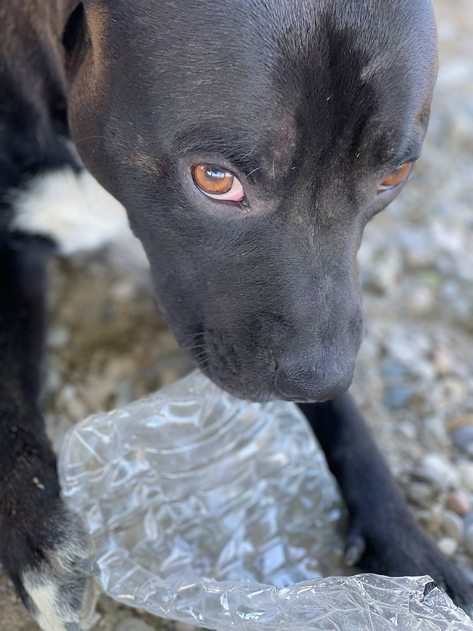 Pasha a rejoint le concours — aidez-le/la à gagner de superbes lots ! borador, canidae, carnivore, collar, companion_dog, dog, dog_breed, eye, fawn, fur, head, hunting_dog, non_sporting_group, plant, snout, sporting_group, terrestrial_animal, whiskers, working_animal