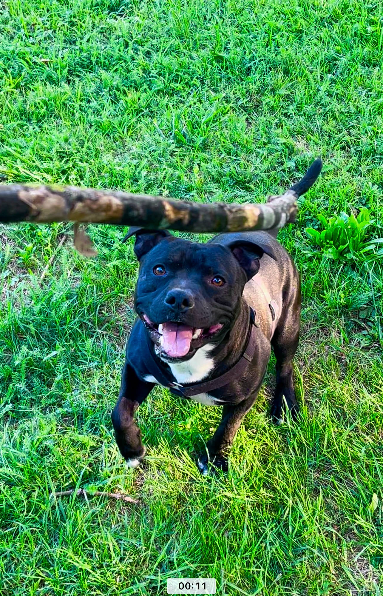 Pasha participe au concours pour gagner de l'argent avec cette photo : canidae, carnivore, collar, companion_dog, dog, dog_breed, dog_collar, fawn, fence, grass, grassland, groundcover, guard_dog, lawn, molosser, plant, sporting_group, terrestrial_animal, working_animal, working_dog