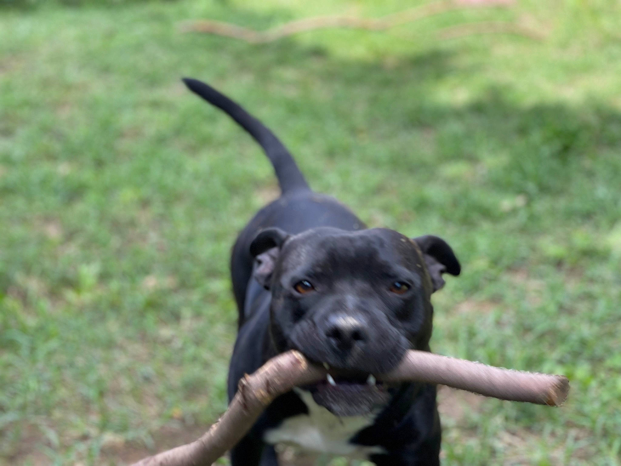 Pasha a rejoint le concours — aidez-le/la à gagner de superbes lots ! borador, canidae, carnivore, collar, companion_dog, dog, dog_breed, dog_collar, fawn, grass, guard_dog, non_sporting_group, plant, puppy, snout, sporting_group, tail, terrestrial_animal, working_animal, working_dog