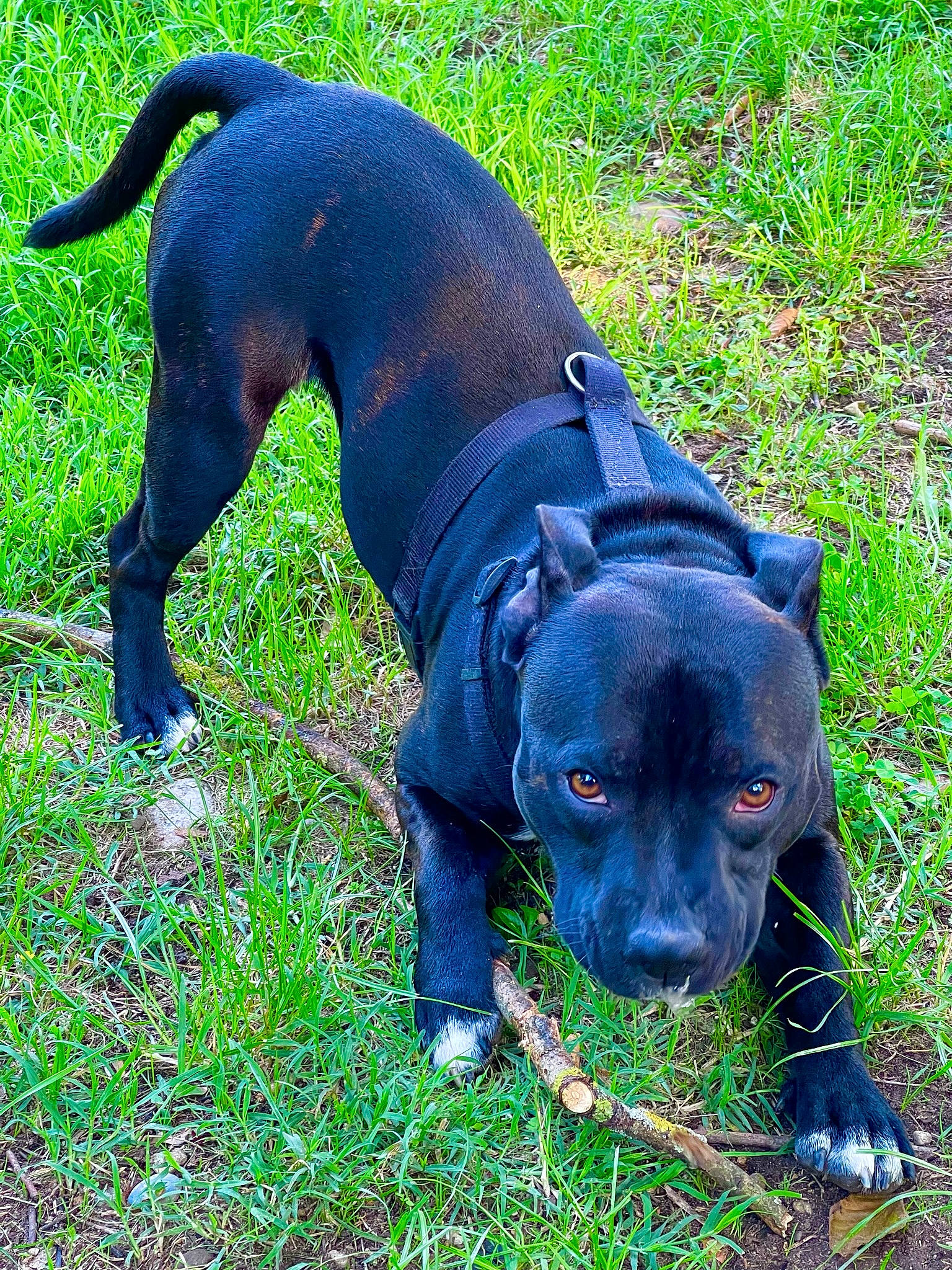 Pasha a rejoint le concours — aidez-le/la à gagner de superbes lots ! borador, carnivore, collar, companion_dog, dog, dog_breed, dog_collar, dog_supply, electric_blue, fawn, grass, guard_dog, liver, pet_supply, plant, sporting_group, tail, terrestrial_animal, working_animal, working_dog