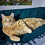 animal, blanket, cat, couch, cozy, curious, cute, ears, feline, fur, ginger_cat, home, indoor, laying_down, pet, portrait, relaxed, tabby, whiskers, wide_eyes