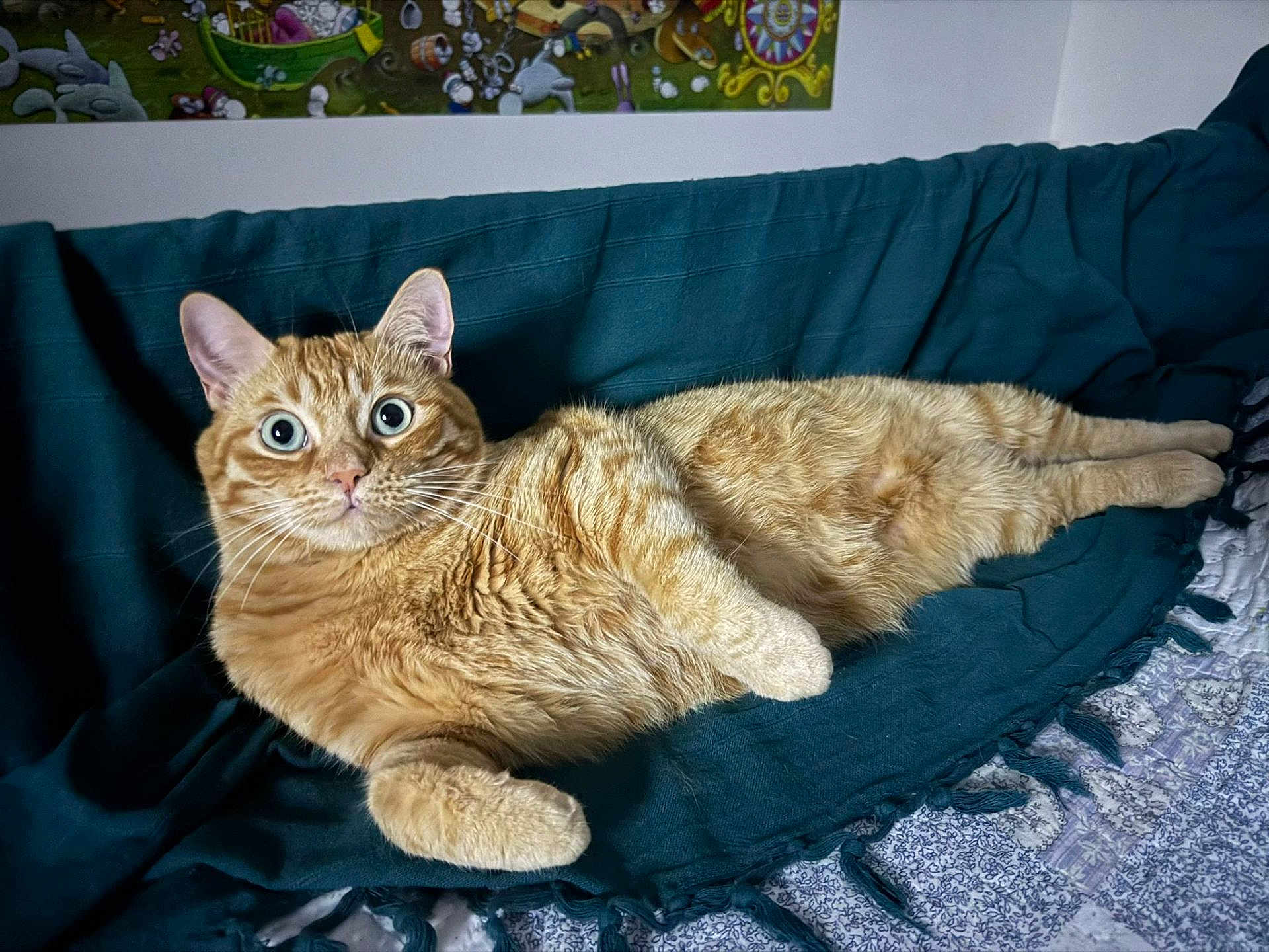 Branqui a rejoint le concours — aidez-le/la à gagner de superbes lots ! cat, ginger_cat, pet, indoor, blanket, couch, fur, animal, wide_eyes, relaxed, laying_down, whiskers, ears, portrait, feline, home, cozy, curious, cute, tabby