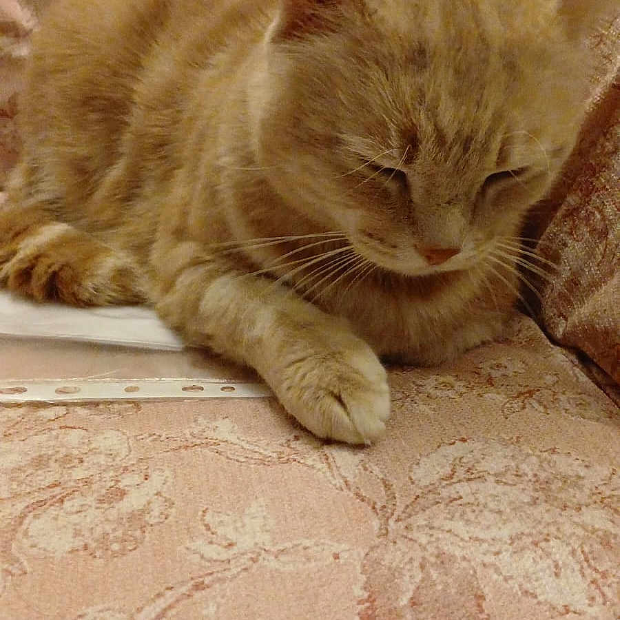 Chatbily