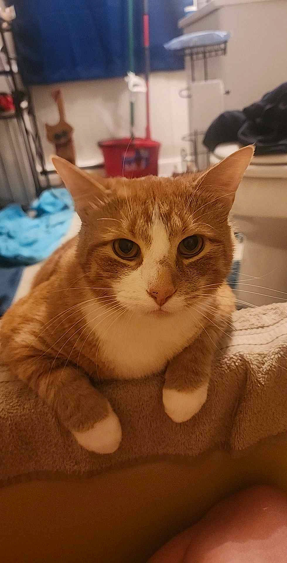 Riddler is registered to the contest to win money with this photo: box, carnivore, cat, claw, comfort, domestic_short_haired_cat, ear, fawn, felidae, fur, paw, small_to_medium_sized_cats, snout, tail, whiskers, window, wood