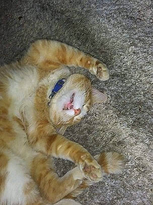 Riddler is registered to the contest to win money with this photo: canidae, carnivore, cat, claw, comfort, dog_breed, domestic_short_haired_cat, fang, fawn, felidae, foot, fur, nap, paw, sand, small_to_medium_sized_cats, soil, tail, terrestrial_animal, whiskers