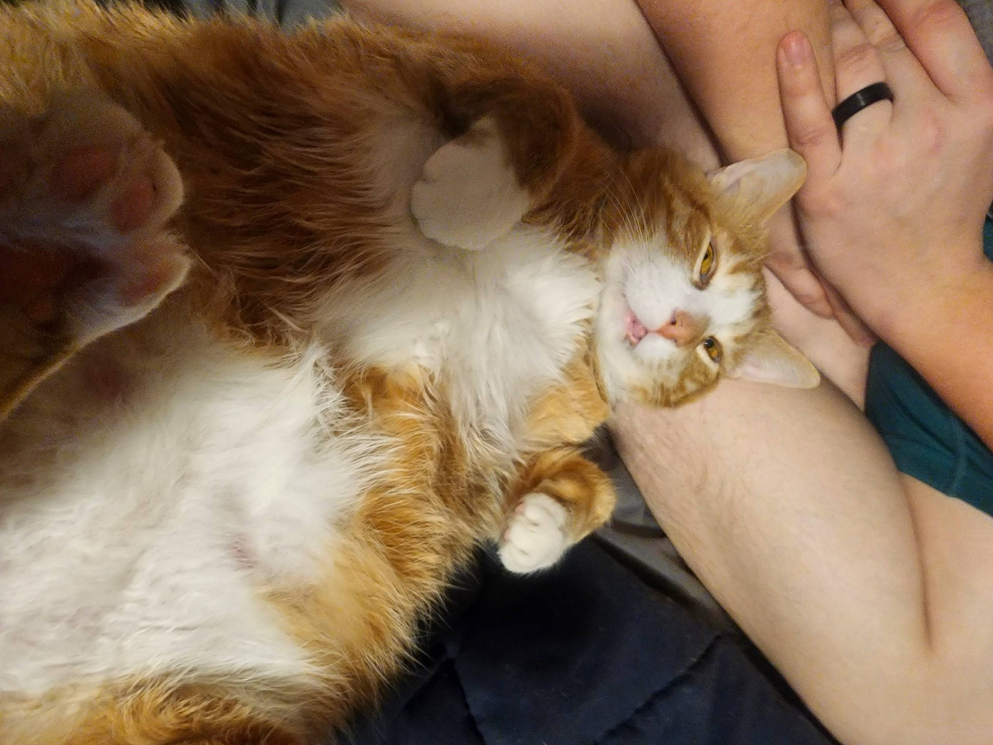 Riddler is registered to the contest to win money with this photo: carnivore, cat, claw, comfort, companion_dog, domestic_short_haired_cat, ear, fawn, felidae, finger, fur, gesture, hand, nail, paw, small_to_medium_sized_cats, tail, thumb, whiskers, wrist