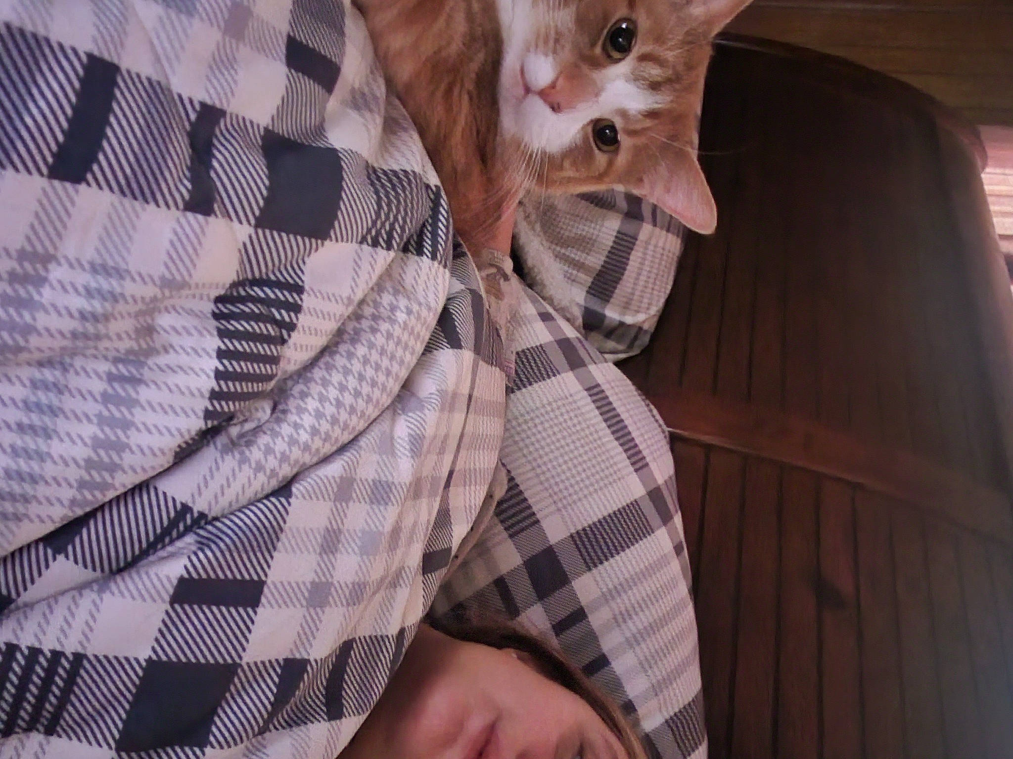 Riddler joined the competition — help win amazing prizes! carnivore, cat, comfort, companion_dog, domestic_short_haired_cat, fawn, felidae, fur, human_leg, linens, pattern, paw, plaid, remote_control, sitting, small_to_medium_sized_cats, tartan, textile, whiskers, wood