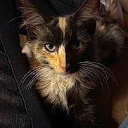 Patches joined the competition — help win amazing prizes! cat, kitten, tortoiseshell, close_up, whiskers, fur, pet, animal, face, ears, eyes, indoor, resting, cute, feline, young, mammal, portrait, soft_light, cozy