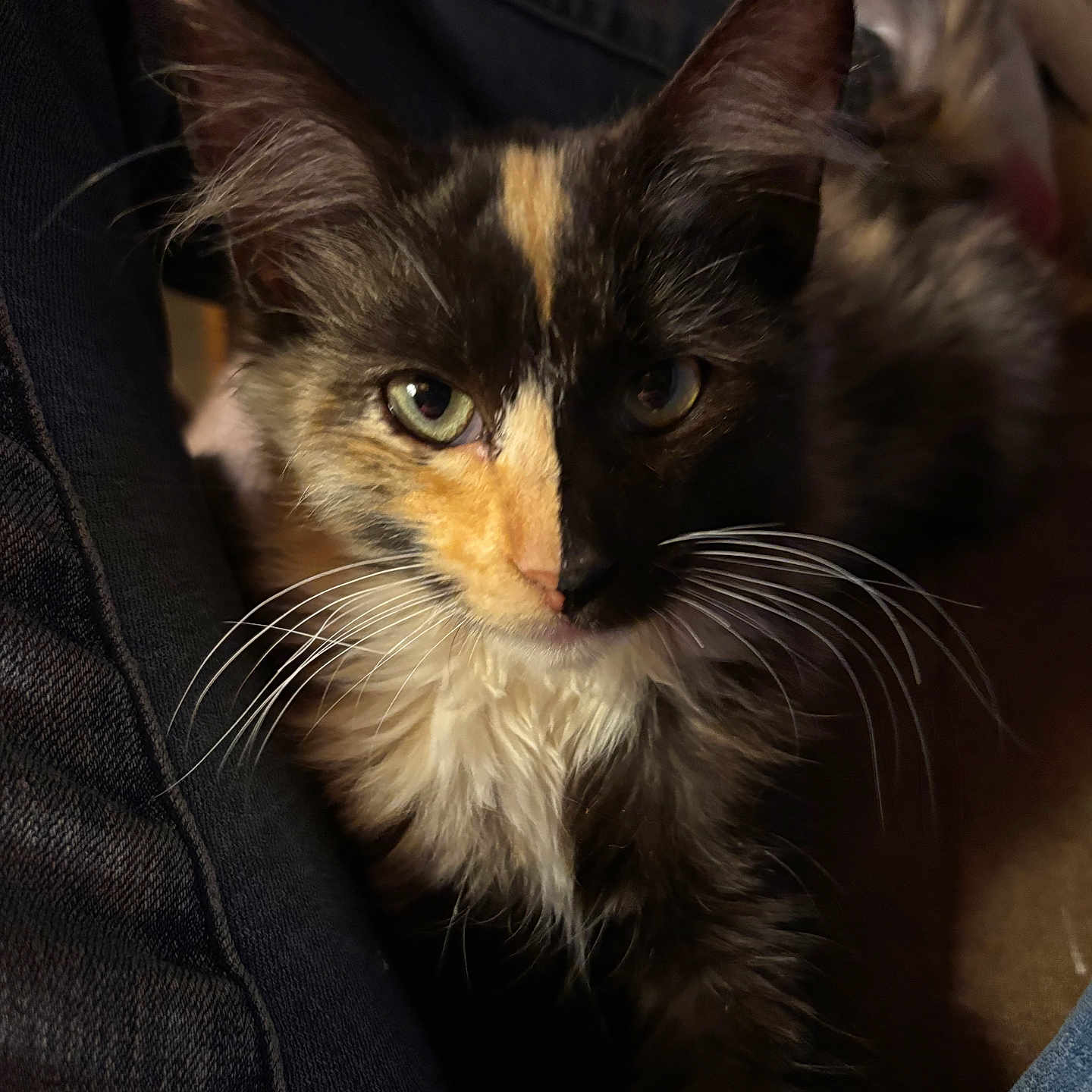 Patches joined the competition — help win amazing prizes! cat, kitten, tortoiseshell, close_up, whiskers, fur, pet, animal, face, ears, eyes, indoor, resting, cute, feline, young, mammal, portrait, soft_light, cozy