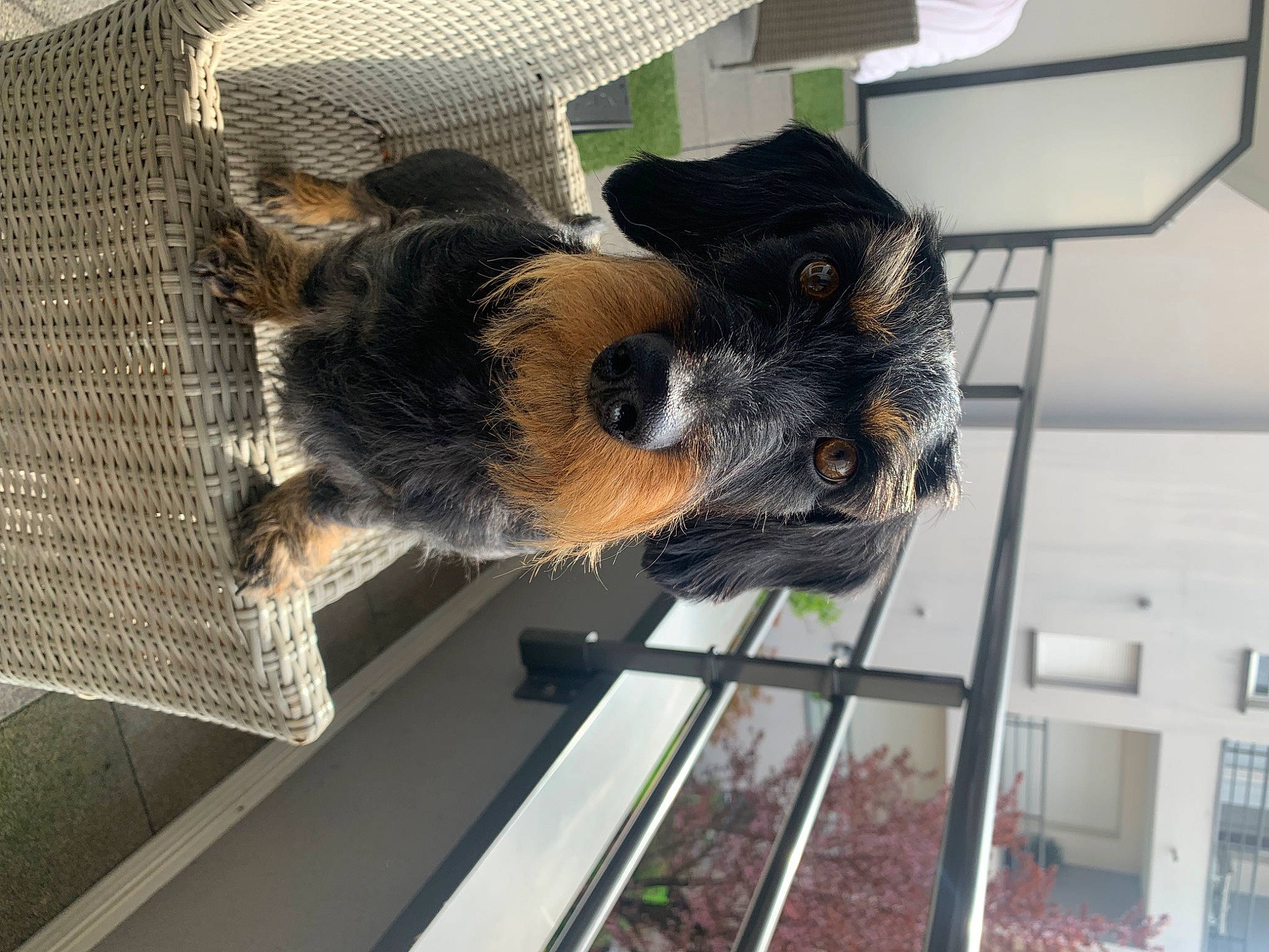 Maurice a rejoint le concours — aidez-le/la à gagner de superbes lots ! animal_shelter, cage, canidae, carnivore, companion_dog, dog, dog_breed, dog_crate, dog_supply, fawn, fur, mammal, mesh, metal, pet_supply, snout, sporting_group, tail, vertebrate, window