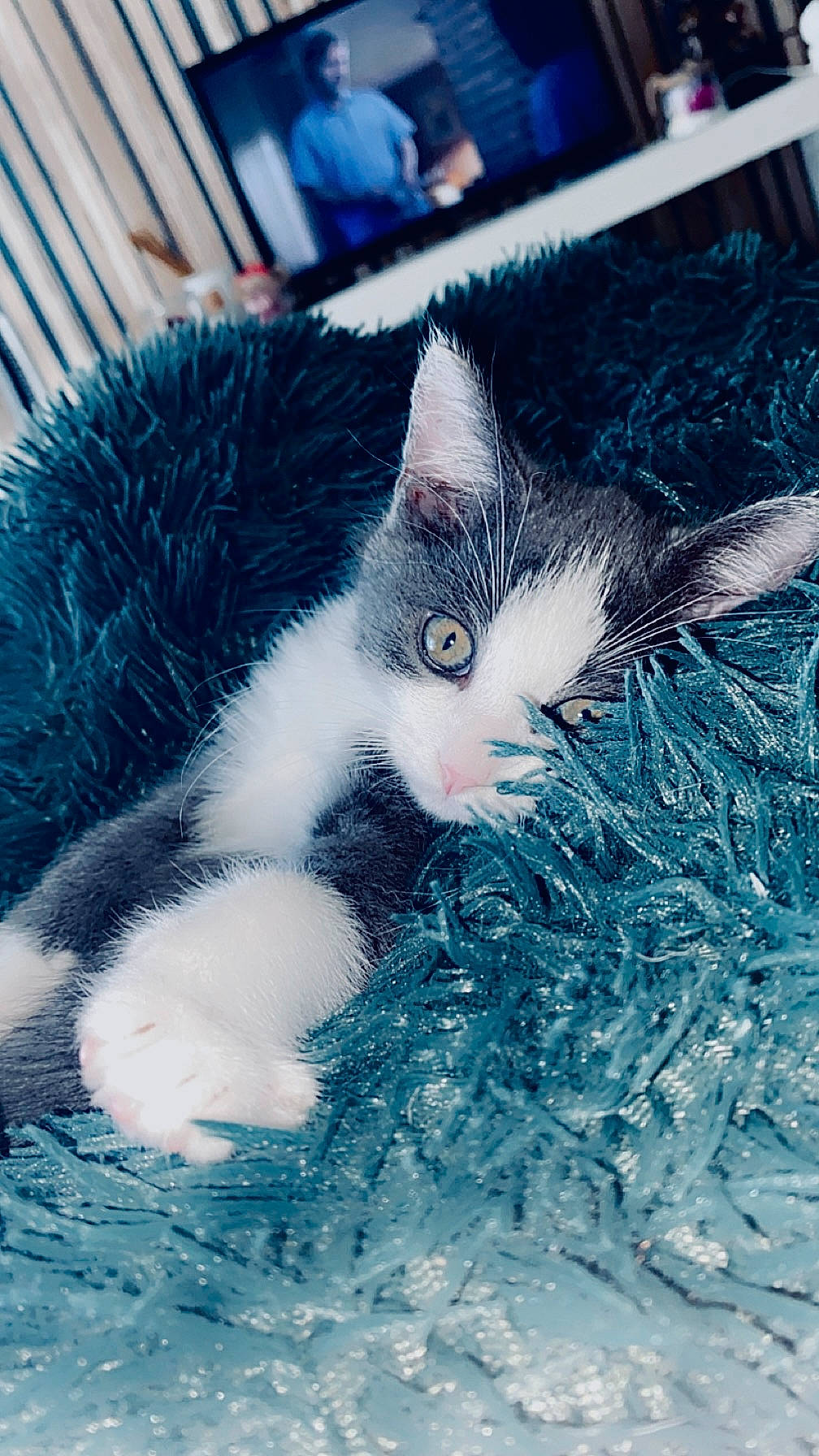 Siela a rejoint le concours — aidez-le/la à gagner de superbes lots ! adult, animal, cat, chair, computerhardware, couch, electronics, face, female, furniture, hardware, head, indoors, kitten, manx, monitor, person, pet, screen, woman