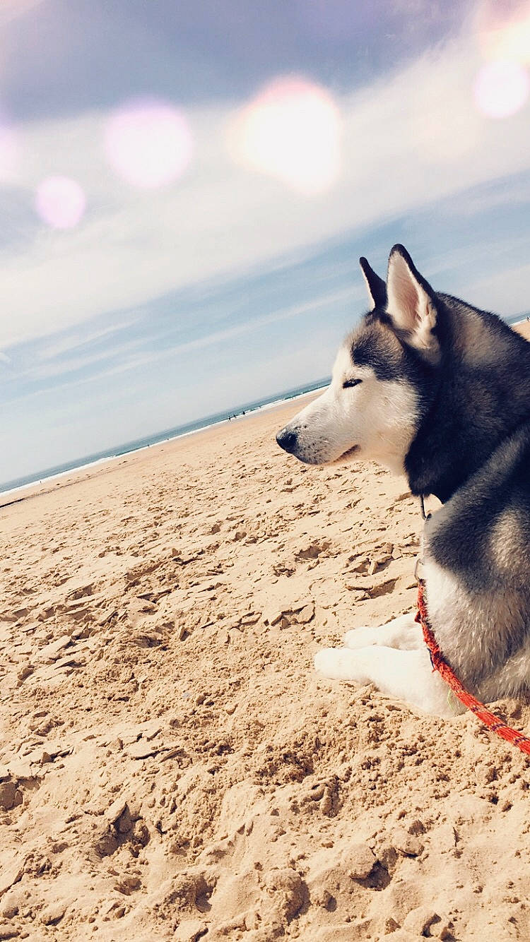Falco a rejoint le concours — aidez-le/la à gagner de superbes lots ! alaskan_malamute, beach, canidae, carnivore, dog, dog_breed, greenland_dog, native_american_indian_dog, northern_inuit_dog, rare_breed_dog, sakhalin_husky, sand, seppala_siberian_sleddog, siberian_husky, sky, sled_dog, snout, tamaskan_dog, wolfdog, working_dog