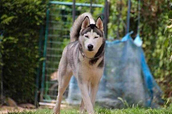 Falco participe au concours pour gagner de l'argent avec cette photo : alaskan_malamute, canidae, carnivore, czechoslovakian_wolfdog, dog, dog_breed, east_siberian_laika, mammal, native_american_indian_dog, northern_inuit_dog, saarloos_wolfdog, sakhalin_husky, seppala_siberian_sleddog, siberian_husky, sled_dog, tamaskan_dog, vertebrate, west_siberian_laika, wolfdog, working_dog