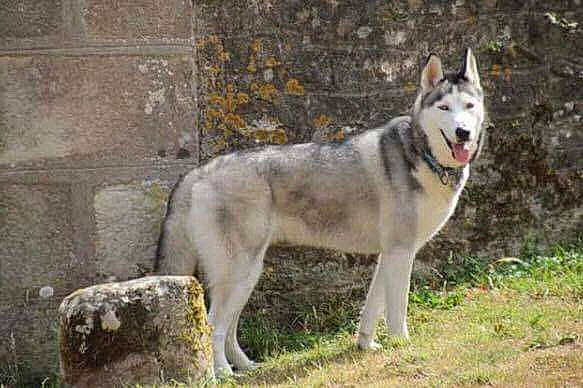 Falco participe au concours pour gagner de l'argent avec cette photo : alaskan_malamute, canadian_eskimo_dog, canidae, carnivore, czechoslovakian_wolfdog, dog, dog_breed, east_siberian_laika, mammal, native_american_indian_dog, northern_inuit_dog, saarloos_wolfdog, sakhalin_husky, seppala_siberian_sleddog, siberian_husky, sled_dog, tamaskan_dog, vertebrate, west_siberian_laika, wolfdog