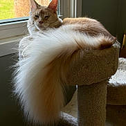 Spirit Walker is registered to the contest to win money with this photo: animal, beige, cat, cat_tree, cozy, domestic_cat, ear, feline, fluffy_tail, houseplant_shadow, indoor, long_fur, natural_light, nose, pet, relaxed, resting, sitting, whiskers, window