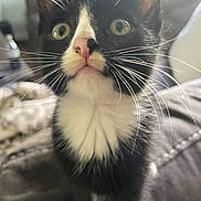 George is registered to the contest to win money with this photo: attention, bedding, black_and_white, blanket, cat, close_up, cozy, curious, cute, fur, indoor, kitten, mammal, pet, pink_nose, portrait, small_animal, tuxedo_cat, whiskers, wide_eyes