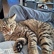 Steve joined the competition — help win amazing prizes! cat, tabby, pet, animal, fur, whiskers, paw, relaxing, lap, clothing, sweatpants, shoe, indoor, furniture, cushion, shelf, hat, baseball, floor, cozy