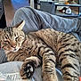 cat, tabby, pet, animal, fur, whiskers, paw, relaxing, lap, clothing, sweatpants, shoe, indoor, furniture, cushion, shelf, hat, baseball, floor, cozy