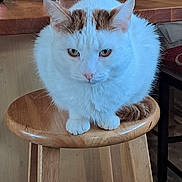 Duke. is registered to the contest to win money with this photo: cat, white_cat, brown_spots, wooden_stool, indoor, pet, animal, feline, curious, sitting, calm, kitchen_counter, household, fur, whiskers, ears, paws, tail, domestic_cat, close_up
